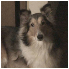 my dog Cookie (images)